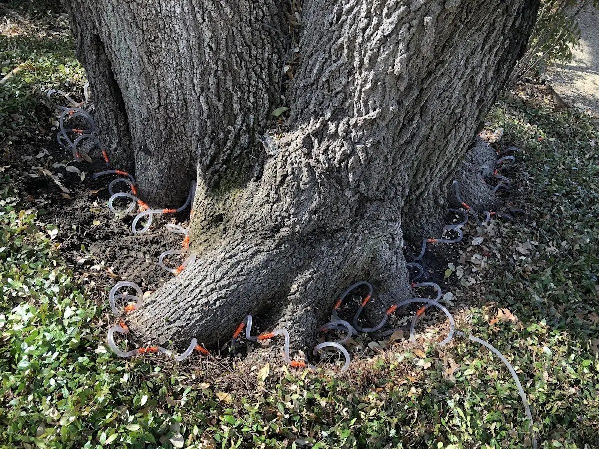 Detailed Tree Cabling and Bracing job site in Lumber Bridge