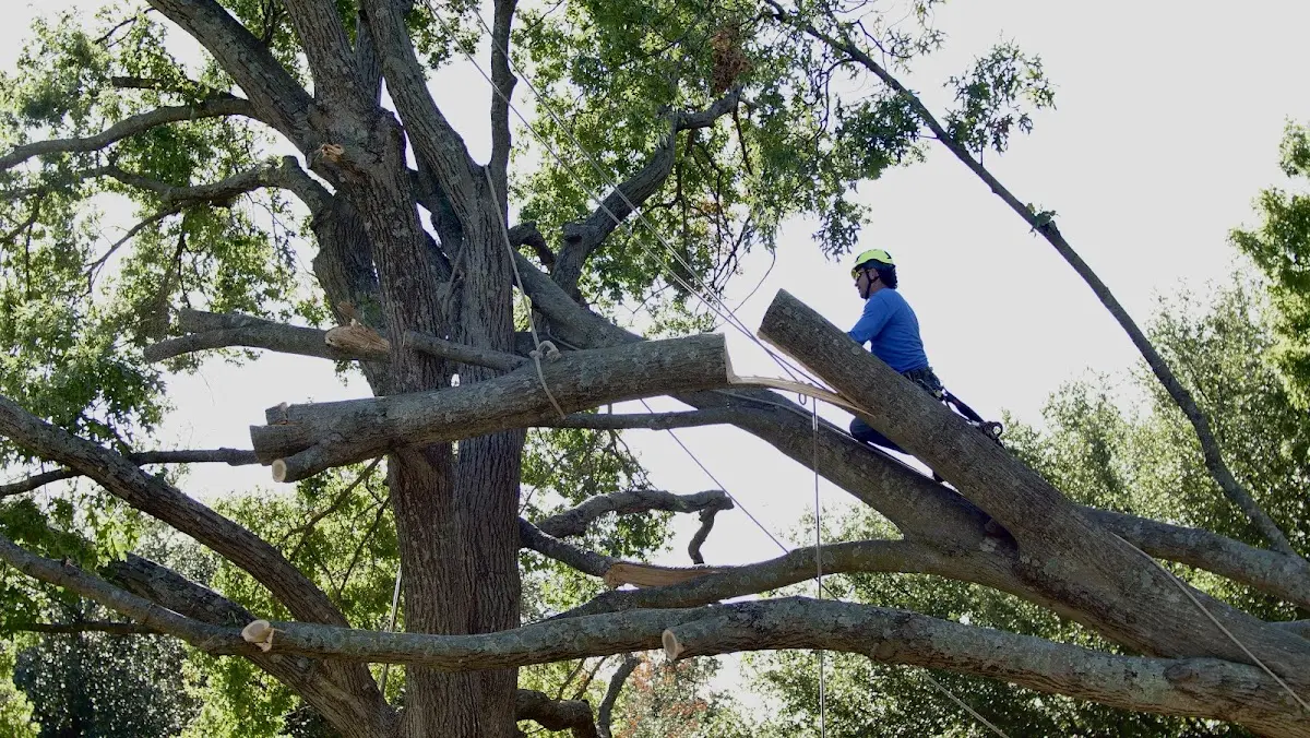 Professional Hazardous Tree Removal performed by certified arborists in Lumber Bridge