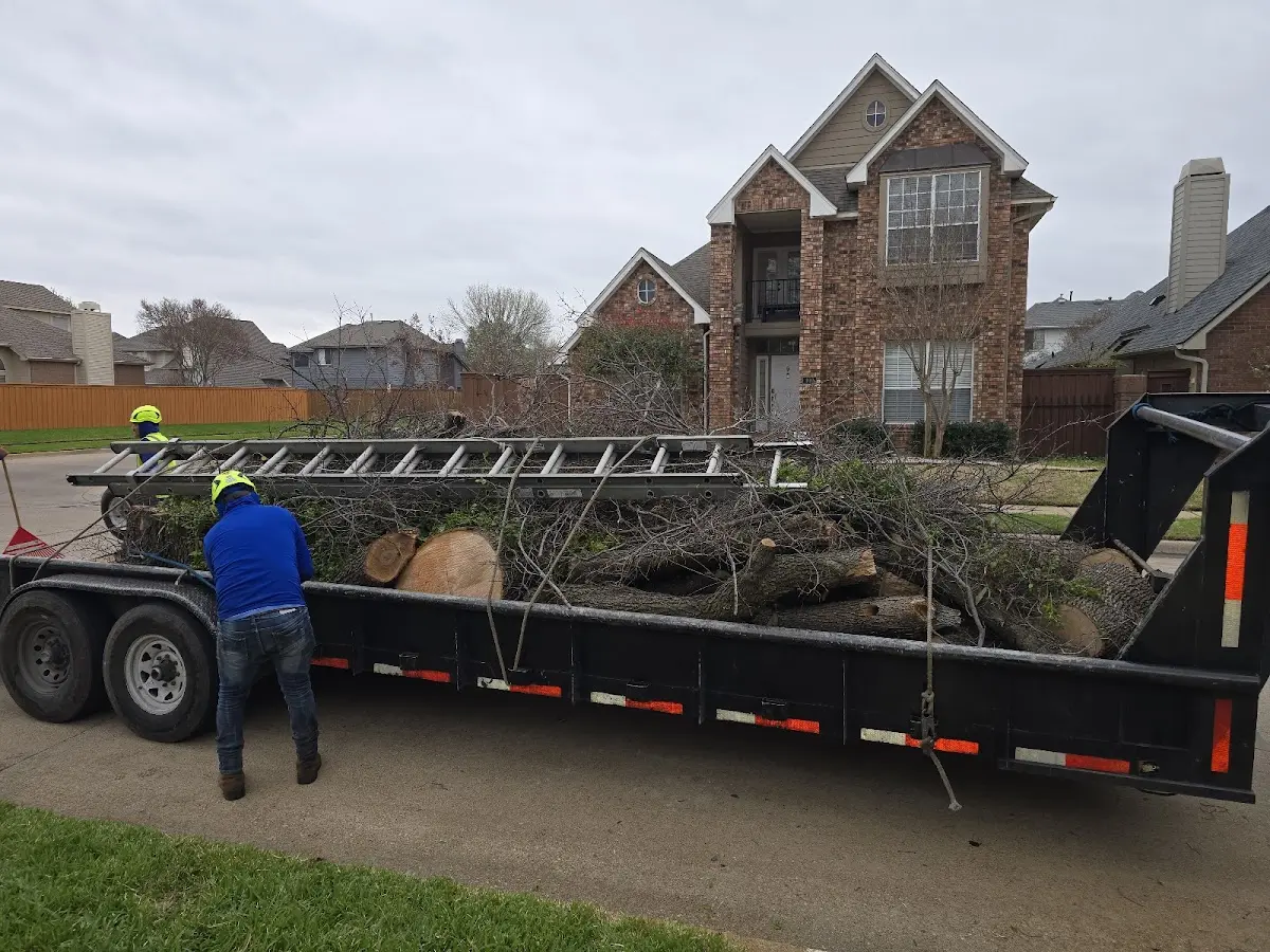 Expert Tree Removal with proper safety equipment in Lumber Bridge